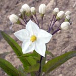 Kräuterschule - Solanum jasminoides