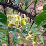 Kräuterschule - Solanum atropurpureum
