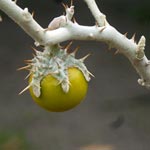 Kräuterschule - Solanum marginatum